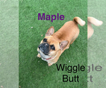 Small Photo #1 French Bulloxer Puppy For Sale in KENT, WA, USA