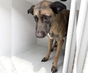 A661448 - Female German Shepherd Dog Dog for Adoption - Photo #2