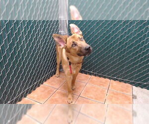 German Shepherd Dog Dogs for adoption in Downey, CA, USA