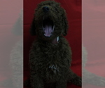 Small Photo #6 Poodle (Miniature) Puppy For Sale in PATERSON, NJ, USA