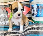 Puppy Lime collar Alapaha Blue Blood Bulldog