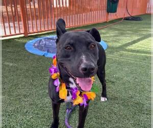 American Pit Bull Terrier-Labrador Retriever Mix Dogs for adoption in Las Vegas, NV, USA