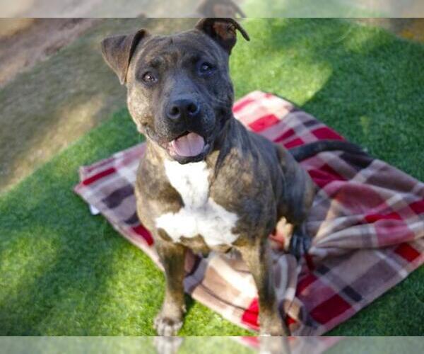 Medium Photo #1 American Staffordshire Terrier Puppy For Sale in Tallahassee, FL, USA