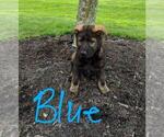 Small Photo #7 German Shepherd Dog Puppy For Sale in HEGINS, PA, USA