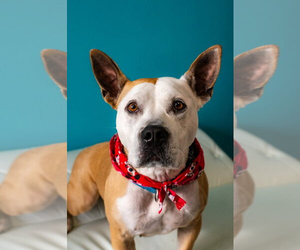 Medium Photo #10 Mutt Puppy For Sale in Minneapolis, MN, USA