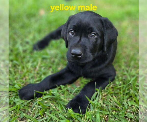 Medium Photo #9 Labrador Retriever Puppy For Sale in TALBOTT, TN, USA
