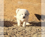 Small Photo #3 Great Pyrenees Puppy For Sale in KINGMAN, AZ, USA