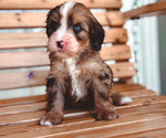 Puppy Have Bernedoodle