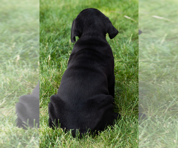 Medium Photo #50 Cane Corso Puppy For Sale in WAKARUSA, IN, USA