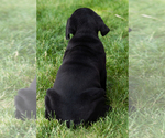 Small Photo #50 Cane Corso Puppy For Sale in WAKARUSA, IN, USA