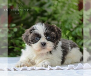 Shih Tzu Puppy for Sale in GORDONVILLE, Pennsylvania USA