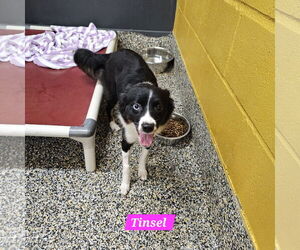 Mutt Dogs for adoption in Metairie, LA, USA