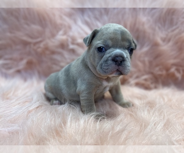 Medium Photo #2 French Bulldog Puppy For Sale in HARROLD, SD, USA