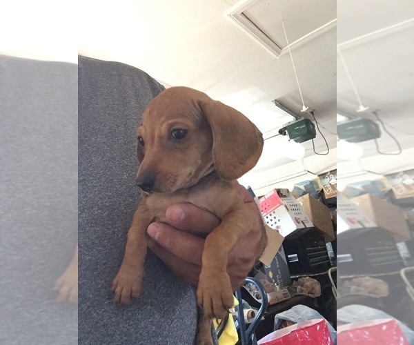 Medium Photo #2 Dachshund Puppy For Sale in LA MESA, CA, USA