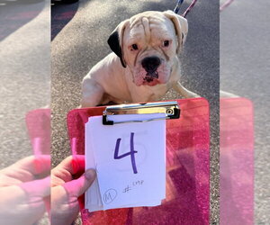 Boxer Dogs for adoption in Dumont, NJ, USA