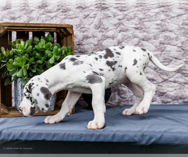 Medium Photo #9 Great Dane Puppy For Sale in WAKARUSA, IN, USA
