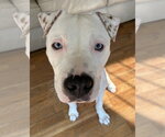 Small Photo #2 American Pit Bull Terrier-Unknown Mix Puppy For Sale in Germantown, OH, USA