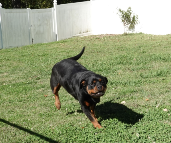 Medium Photo #5 Rottweiler Puppy For Sale in S CHARLESTON, WV, USA