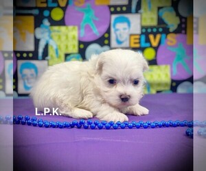 Maltese Puppy for sale in WINNSBORO, LA, USA