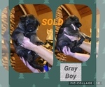Small Photo #13 German Shepherd Dog Puppy For Sale in RUDY, AR, USA