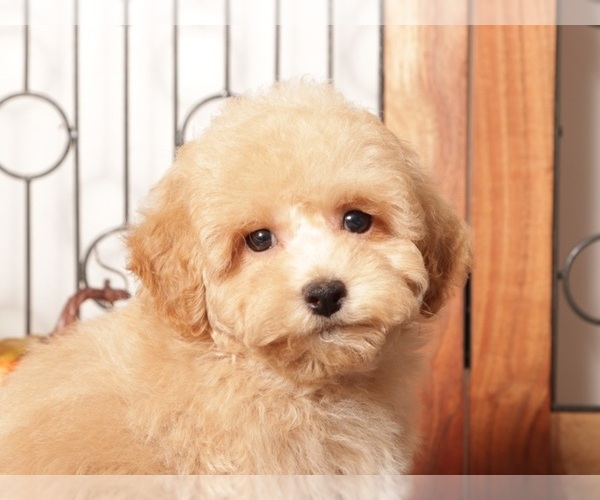 Medium Photo #3 Poodle (Toy) Puppy For Sale in NAPLES, FL, USA