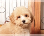Small #2 Poodle (Toy)
