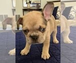 Small Photo #9 French Bulldog Puppy For Sale in CHINO HILLS, CA, USA