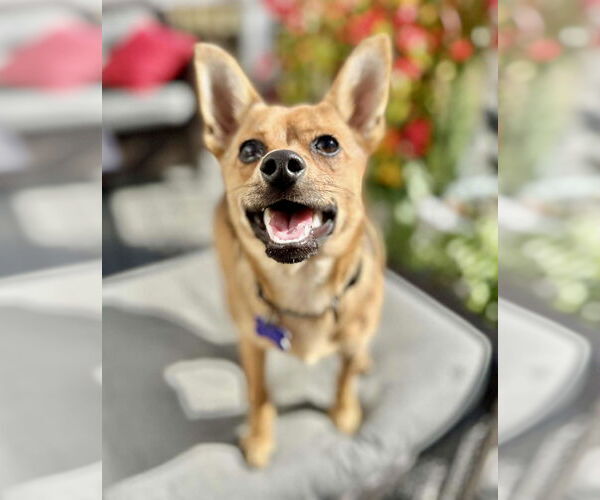 Medium Photo #7 Pineranian Puppy For Sale in Cookeville, TN, USA