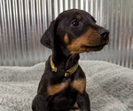 Small #3 Doberman Pinscher