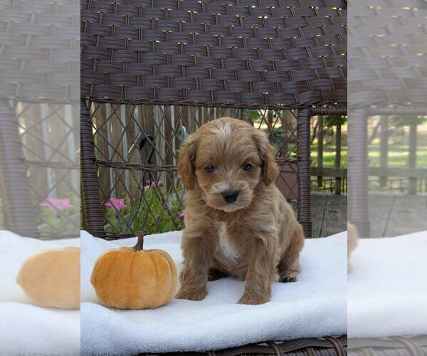 Medium Photo #14 Cock-A-Poo-Poodle (Miniature) Mix Puppy For Sale in SALEM, MO, USA