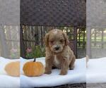 Small Photo #14 Cock-A-Poo-Poodle (Miniature) Mix Puppy For Sale in SALEM, MO, USA