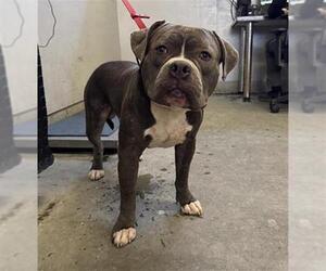 Mutt Dogs for adoption in Camarillo, CA, USA