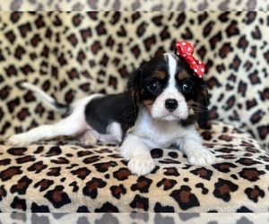 Medium Cavalier King Charles Spaniel