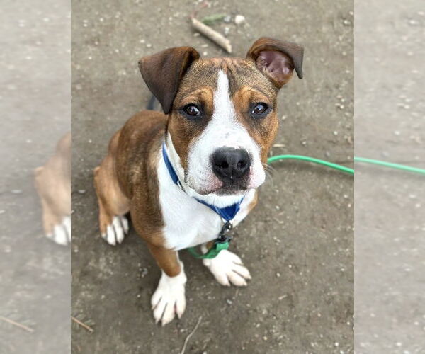 Medium Photo #16 Boxador Puppy For Sale in Brewster, NY, USA