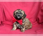 Small Photo #5 Poodle (Miniature)-Shorkie Tzu Mix Puppy For Sale in CHRISTIANA, PA, USA