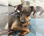 Mei - Female Dachshund-Unknown Mix Dog for Adoption - Small photo