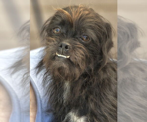 Medium Photo #4 Shih Tzu-Unknown Mix Puppy For Sale in Boonton, NJ, USA