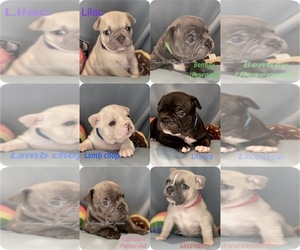 Faux Frenchbo Bulldog Litter for sale in HOODSPORT, WA, USA