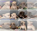 Image preview for Ad Listing. Nickname: Litter of 6