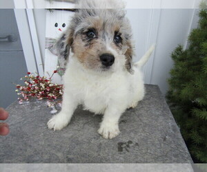 Saint Bernard Puppy for sale in THREE RIVERS, MI, USA