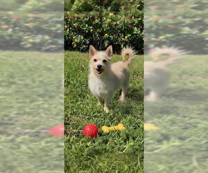 Wanda - Female Mutt Dog for Adoption - Photo #12