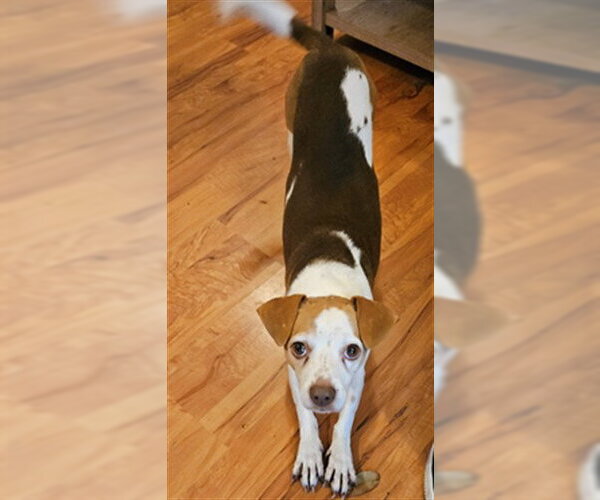 Medium Photo #1 Beagle-Unknown Mix Puppy For Sale in Tallahassee, FL, USA