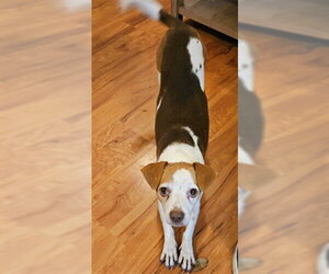 Beagle-Unknown Mix Dogs for adoption in Tallahassee, FL, USA