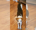 BINX - Female Beagle-Unknown Mix Dog for Adoption - Small photo