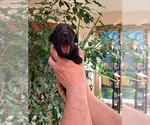 Small Photo #5 Labrador Retriever Puppy For Sale in SHREWSBURY, MA, USA