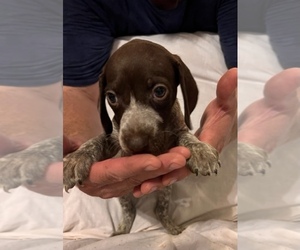 German Shorthaired Pointer Puppy for sale in ANGLETON, TX, USA