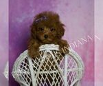 Small #5 Poodle (Miniature)
