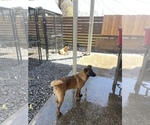 Small Photo #1 Belgian Malinois Puppy For Sale in VIOLET, LA, USA