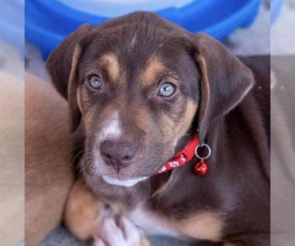 Medium Photo #7 Mutt Puppy For Sale in San Diego, CA, USA