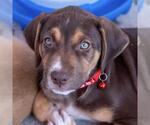 Small #6 Mutt